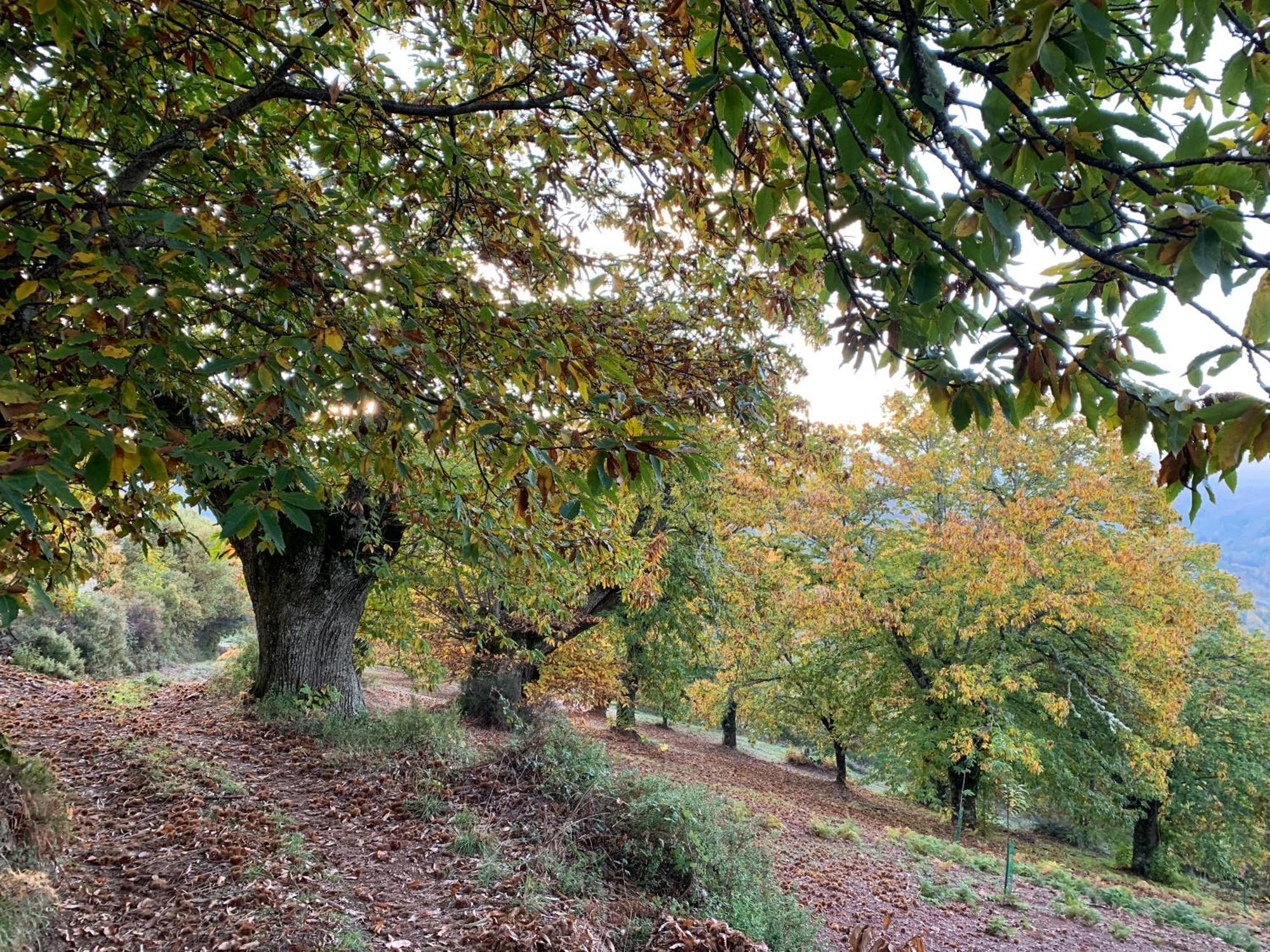 Casa Do Souto - Nature & Experiences - Turismo Rural Bragança Buitenkant foto